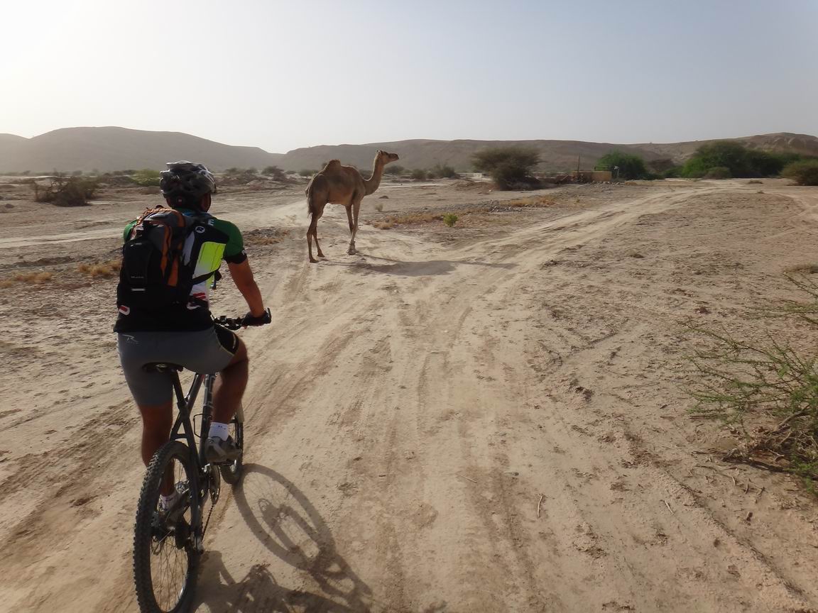 Chasing the camel
